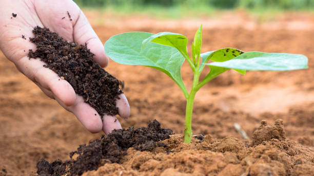 Close up Farmer hand giving plant organic humus fertilizer to plant